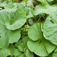 Giant Butterbur